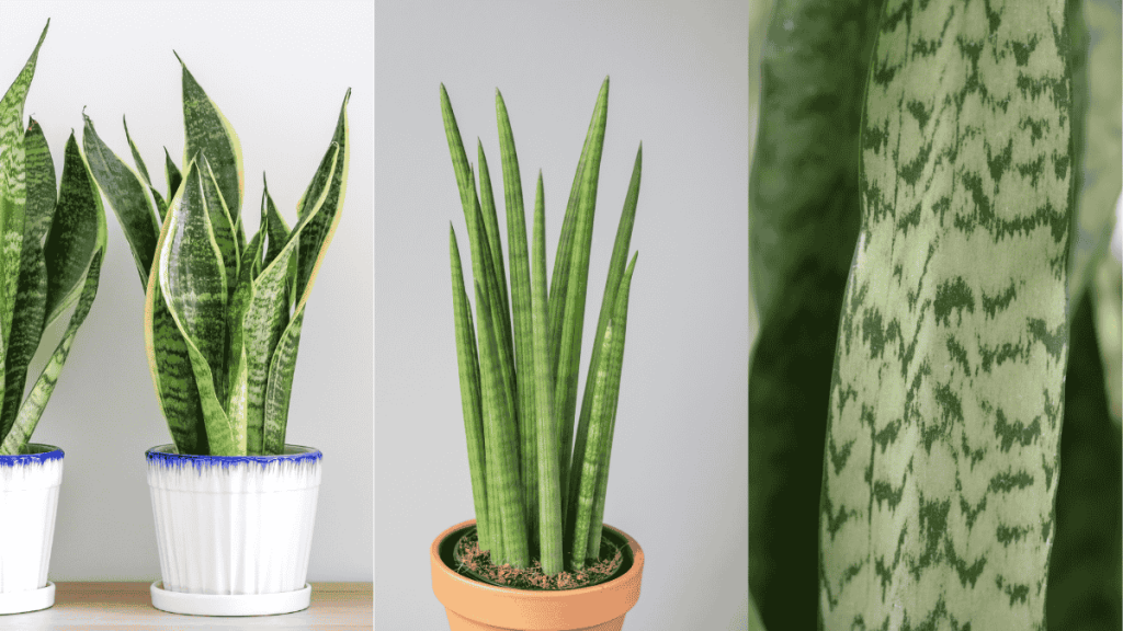 Bogenhaft pflegen, verschiedene Sansevieria-Arten