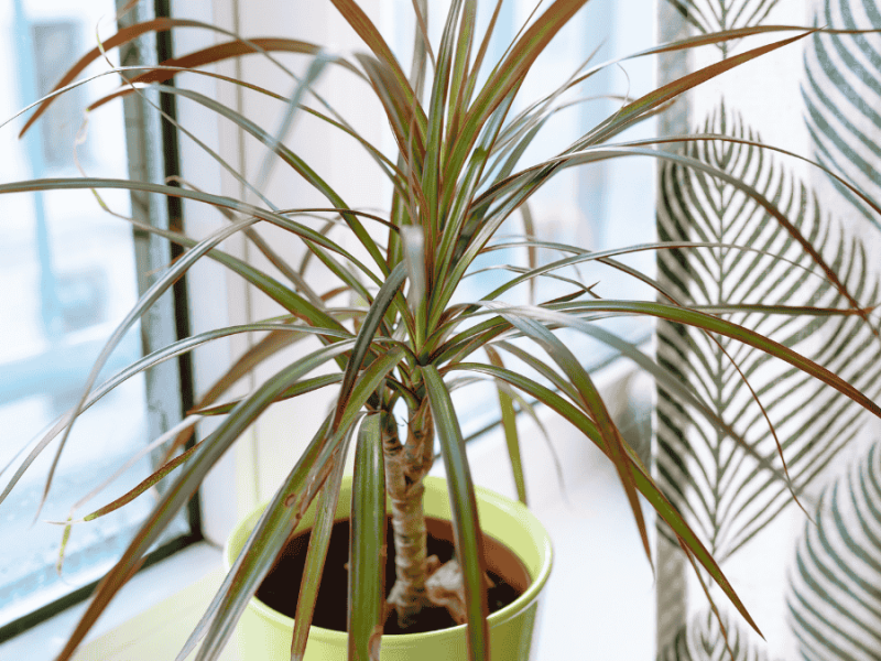 Drachenbaum pflegen, Dracaena auf der Fensterbank