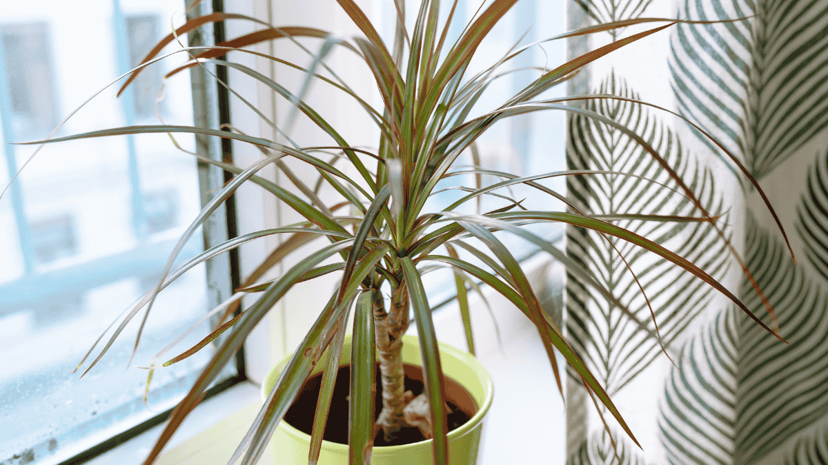 Drachenbaum pflegen, Dracaena auf der Fensterbank