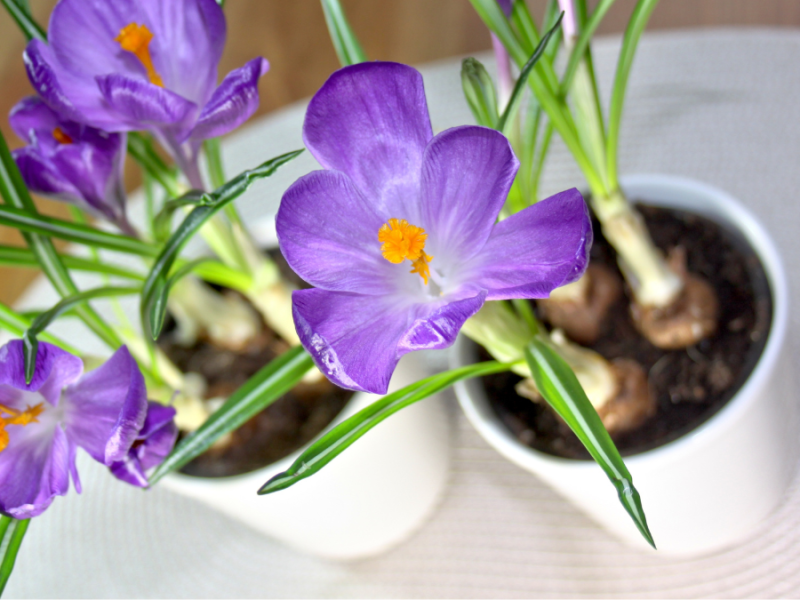 Frühblüher, lila Krokusse in weißen Töpfen auf dem Tisch