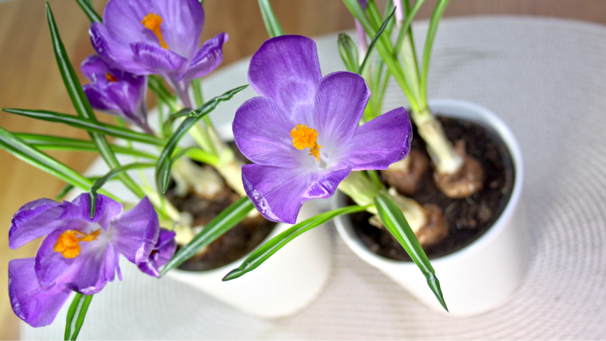 Frühblüher, lila Krokusse in weißen Töpfen auf dem Tisch