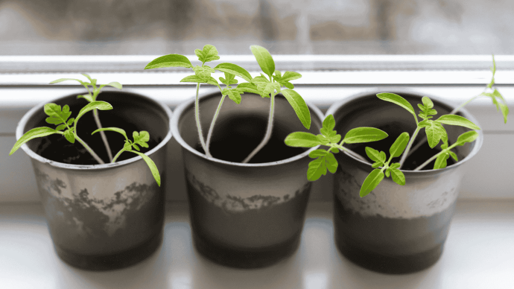 Gemüse anbauen auf der Fensterbank, Tomatenpflanzen in schwarzen Töpfen