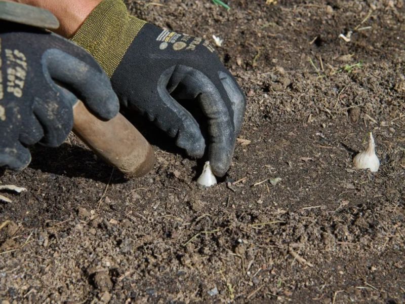 Gemüse wird in einem Garten angebaut und ins Beet gepflanzt.