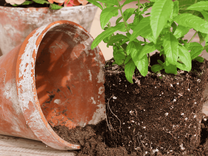 Gießwasser entkalken, Tontopf mit Kalkflecken und -rändern beim Umtopfen einer Verbene liegt umgekippt auf dem Tisch