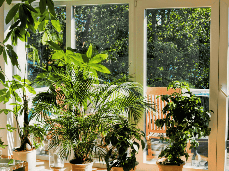 Große Zimmerpflanzen stehen am sonnigen Fenster