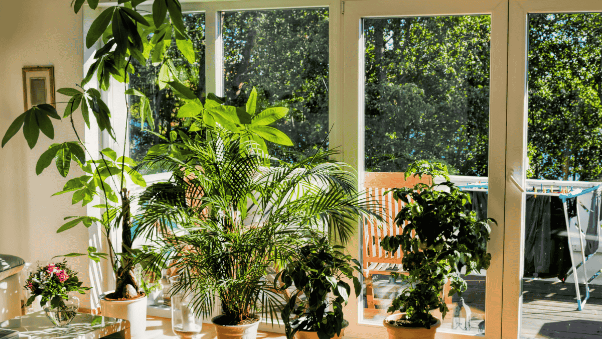 Große Zimmerpflanzen stehen am sonnigen Fenster