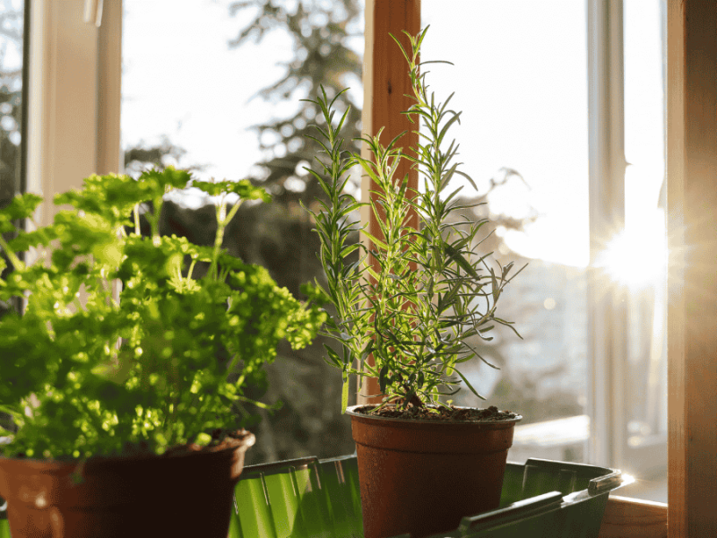 Küchenkräuter auf der Fensterbank im Sonnenlicht