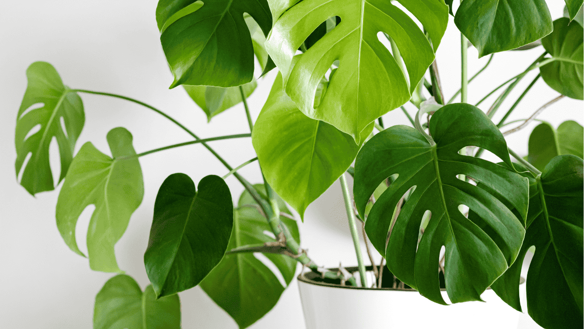 Monstera deliciosa in einem weißen Topf