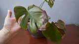 Monstera pflegen, Monstera mit braunem Blatt