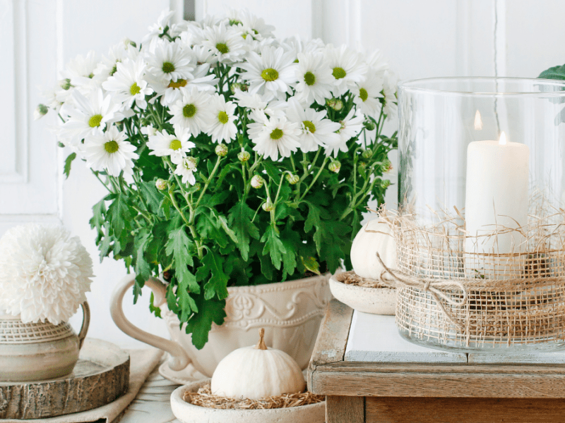 als Zimmerpflanze ungeeignet, weiße Chrysantheme im Wohnzimmer, Blätter hängen