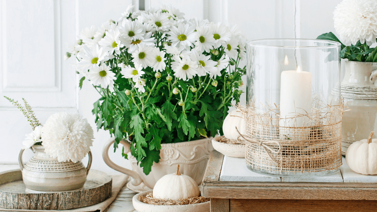 als Zimmerpflanze ungeeignet, weiße Chrysantheme im Wohnzimmer, Blätter hängen