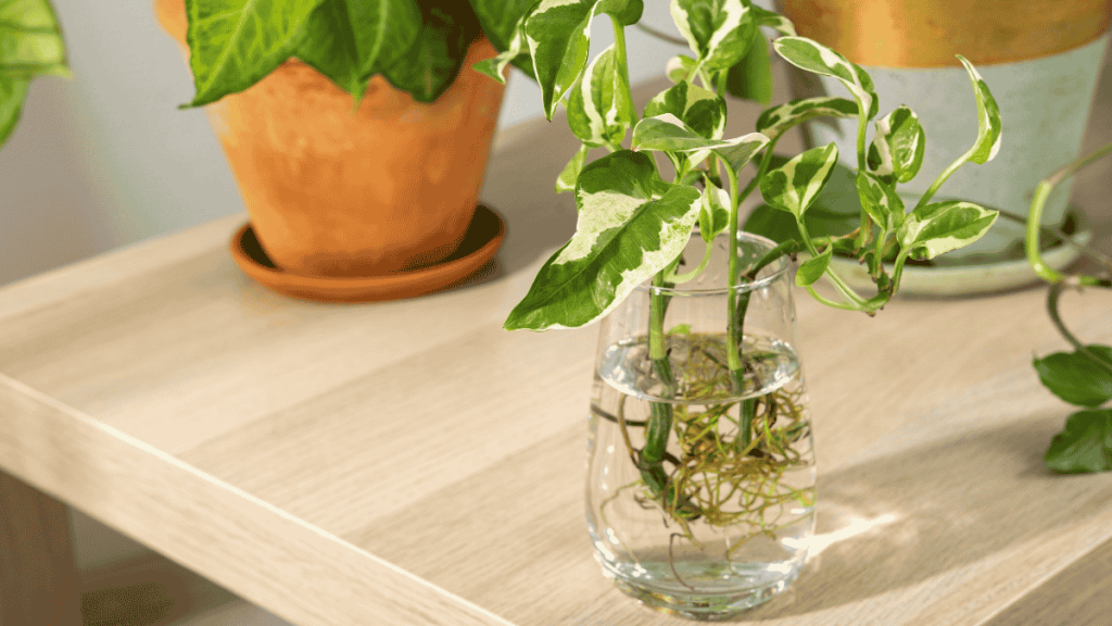 Water Plants in der Vase, Efeutute