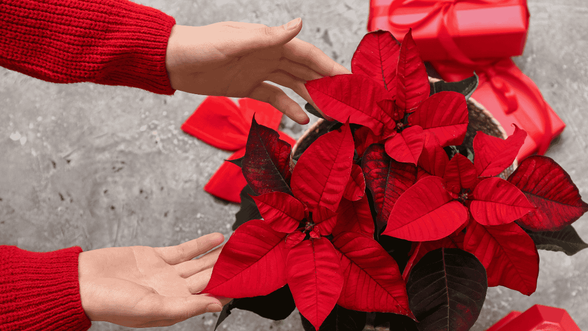 Weihnachtsstern übersommern, roter Weihnachtsstern der von zwei Händen gehalten wird