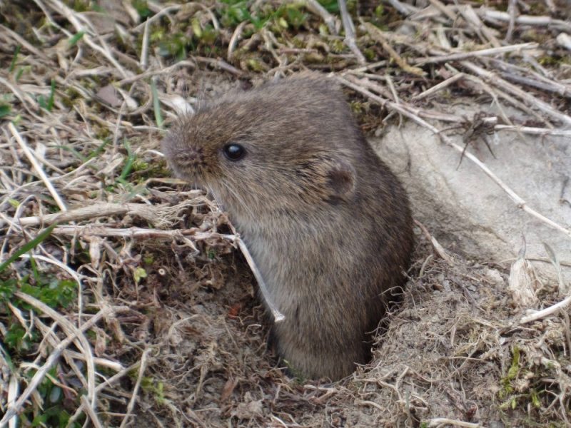 Eine Wühlmaus schaut aus einem Loch in einem Garten.