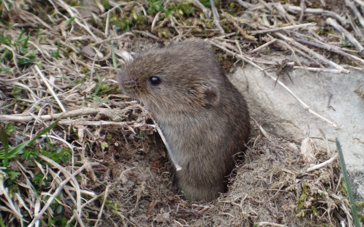 Eine Wühlmaus schaut aus einem Loch in einem Garten.