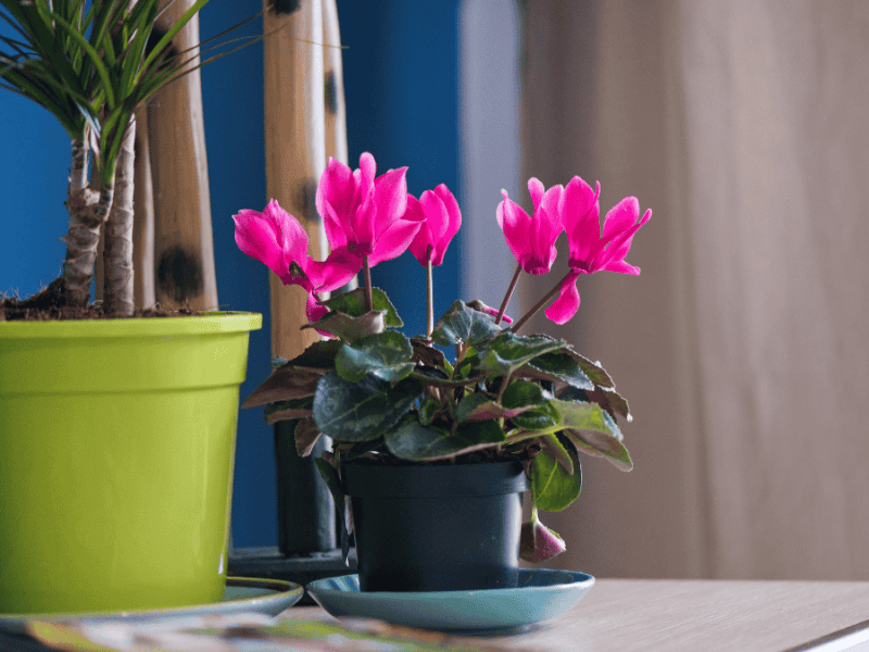 Zimmerpflanzen kühler Standort, Alpenveilchen in pink in schwarzem Topf