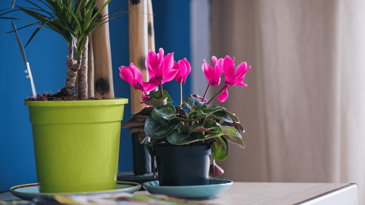 Zimmerpflanzen kühler Standort, Alpenveilchen in pink in schwarzem Topf