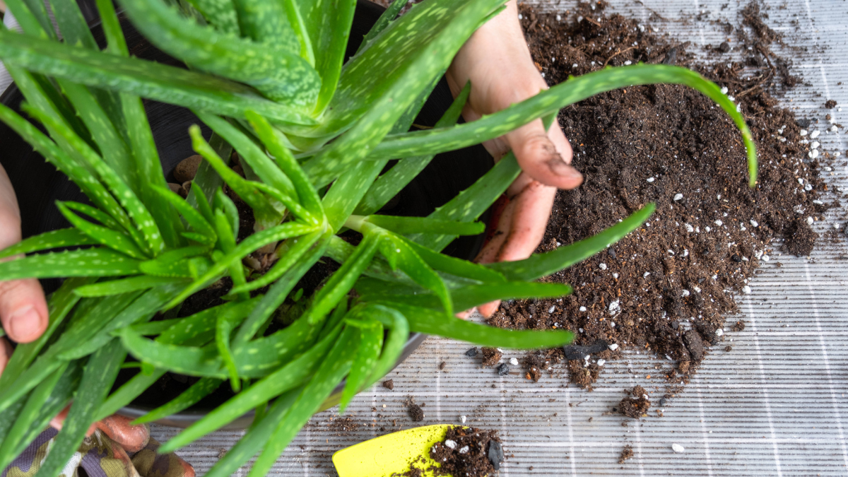 Zimmerpflanzen umtopfen, Aloe vera wird umgetopft, Erde liegt auf dem Tisch