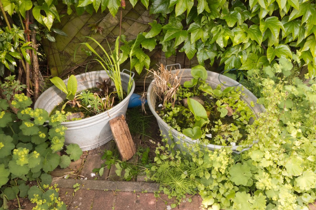 mini-teich-terrasse Ein Bild von einem kleinen selbstgemachten Gartenteich.