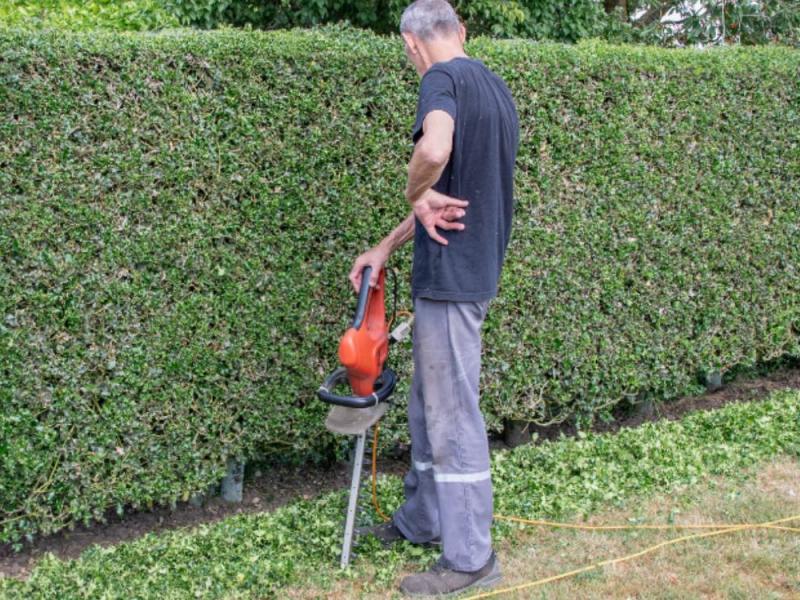 Ein Mann schneidet trotz Heckenschnitt-Verbot die Hecke in seinem Garten mit einer Heckenschere.
