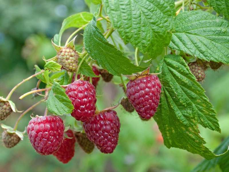 Himbeeren hängen an einem grünen Strauch.