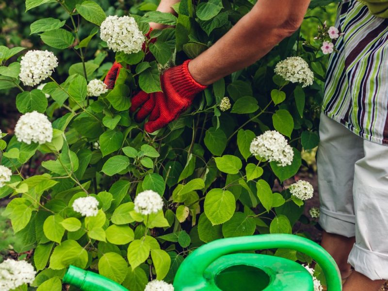 Eine Frau mit Gartenhandschuhen beim Hortensien düngen und pflegen im Garten.