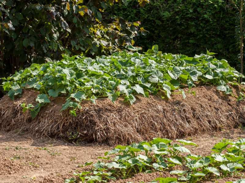 Hügelbeet anlegen: Für diesen Trick brauchst du nur Gartenabfälle