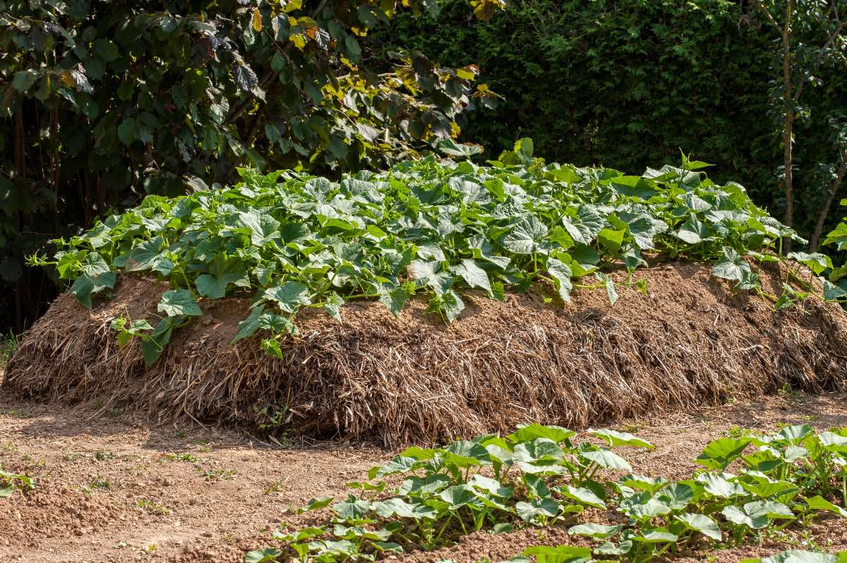 Ein mit Kürbis bepflanztes Hügelbeet in einem Garten.