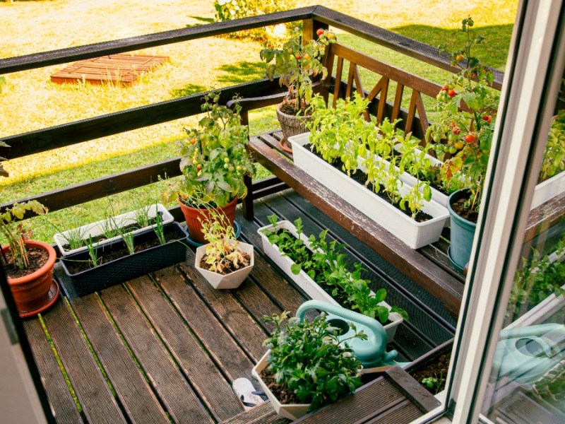 ein sehr kleiner Balkon mit Bepflanzung.