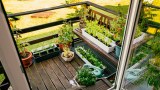 ein sehr kleiner Balkon mit Bepflanzung.