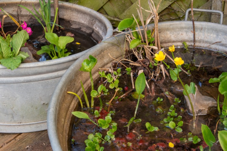 mini-teich terrasse Miniteich für den Balkon