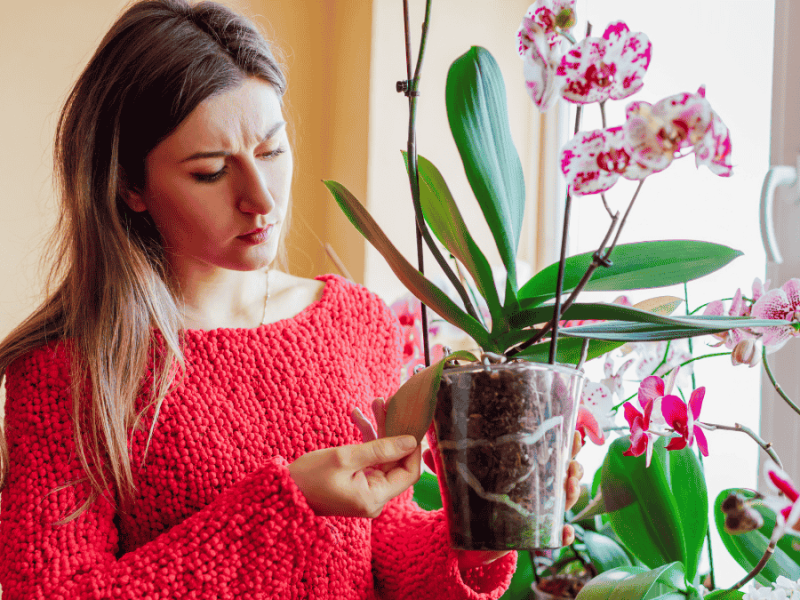 Orchideen-Pflege, Frau schaut sich gelbes Blatt ihrer Orchidee an