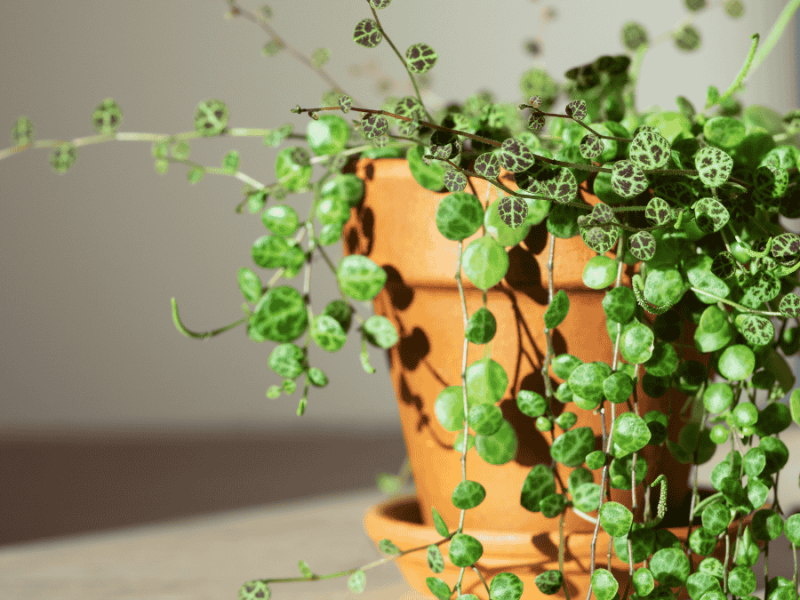 Peperomia, Zwergpfeffer im Sonnenlicht