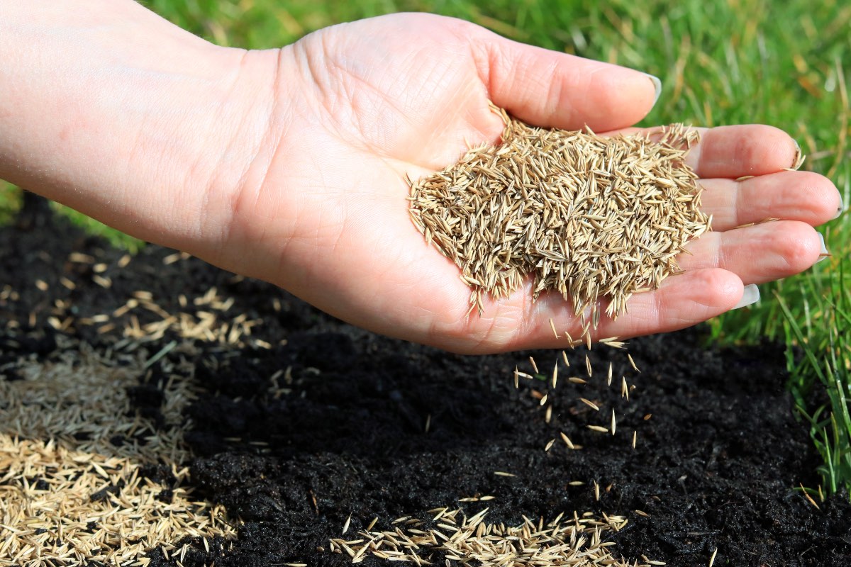 Rasensamen werden in einem Beet in einem Garten gesät.