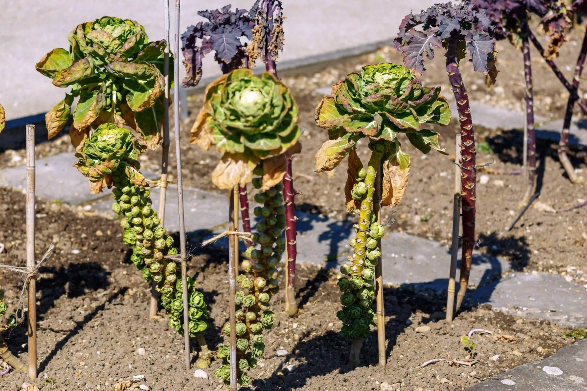 Rosenkohl, Brassica oleracea var. gemmifera, im Gemüsebeet