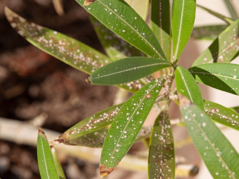 Ein Oleander, der von Schildläusen befallen ist.