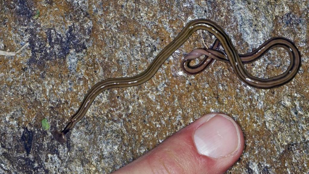 Ein Strudelwurm (Landplanarie) auf einem Stein in einem Garten.