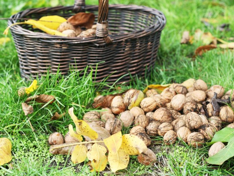 Ein Haufen Walnüsse, von einem Walnussbaum in einem Garten geerntet, liegt neben einem Korb auf einer Wiese.