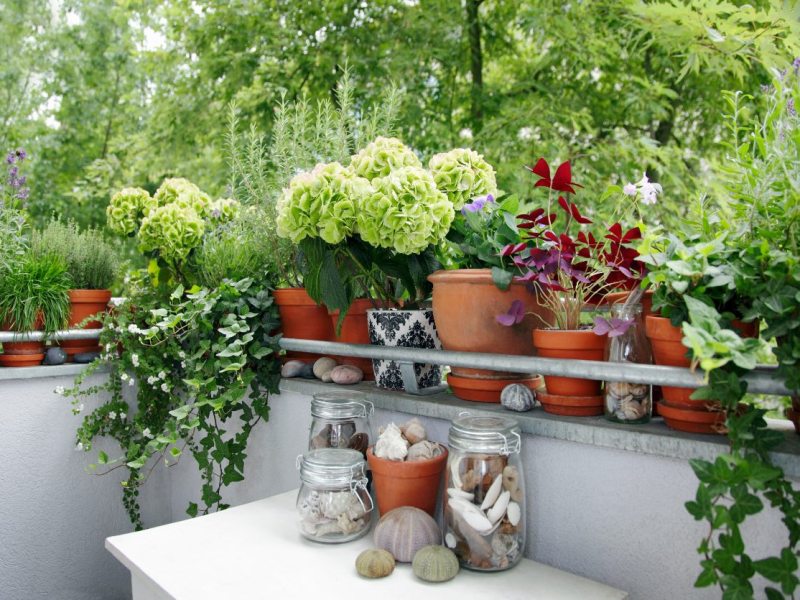 Pflanzen und Blumen wachsen auf einem Balkon.
