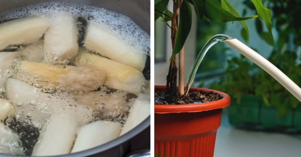 auf der linken Seite des Bildes ist ein Kochtopf mit Spargel zu sehen, rechts eine Gießkanne, die eine Pflanze mit Spargelwasser als Dünger gießt