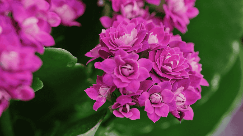 Flammendes Käthchen in pink, Nahaufnahme der Blüten