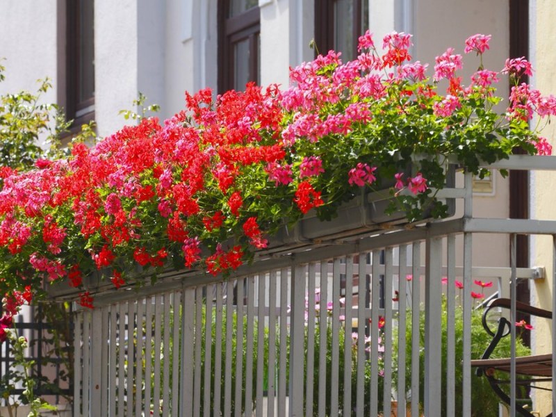 Geranien wachsen in Blumenkörben auf einem Balkon.