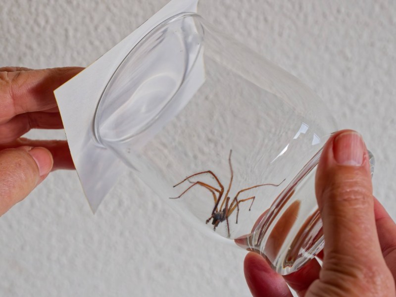 Eine Hauswinkelspinne wird mit einem Glas gefangen und nach draußen befördert.