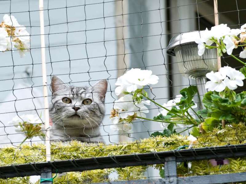Eine Katze hinter einem Katzennetz auf einem Balkon.