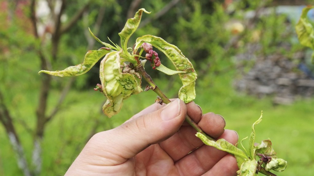 Gekräuseltes Blatt an einem Pfirsich.