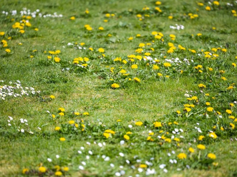 Löwenzahn im Rasen.