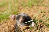 Eine Nahaufnahme von einem Maulwurf in einem Garten, der sich aus einem Bau gräbt.