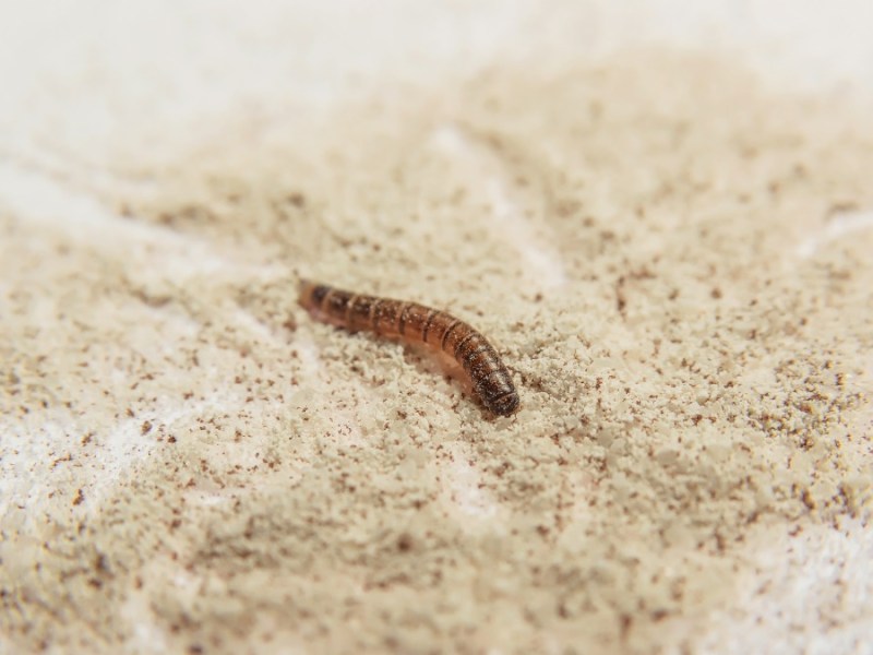 ein Mehlwurm im Mehl