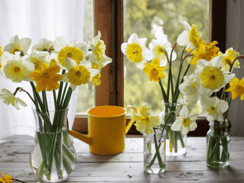 Osterglocken in der Vase am Fenster mit gelber Gießkanne