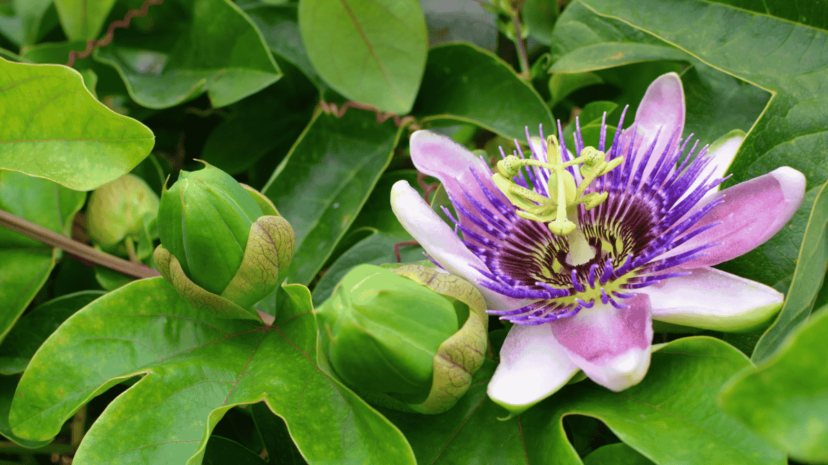 Passionsblume lila